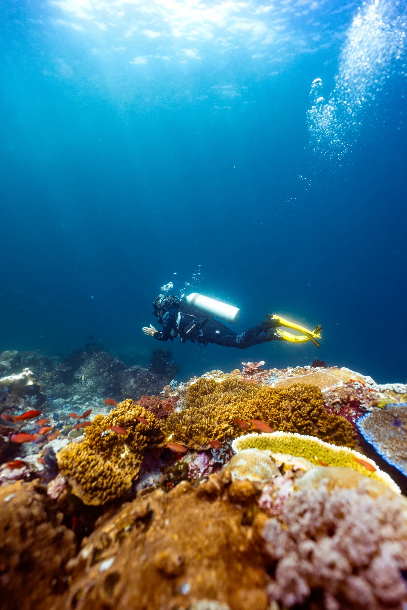 komodo-scuba-diver.webp
