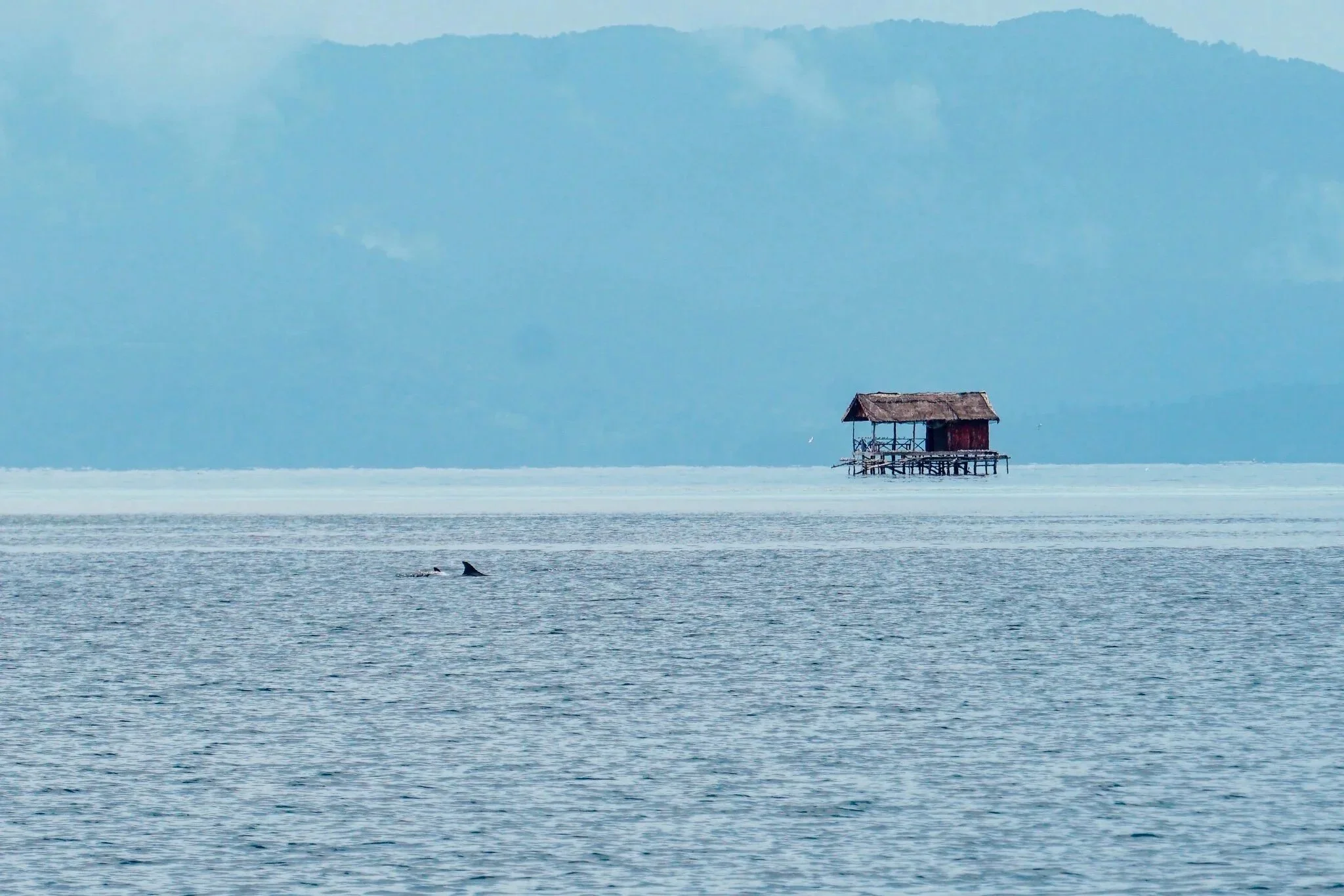 A small wooden house on stilts over calm water with a whale fin visible in the foreground and mountains in the background. Raja Ampat