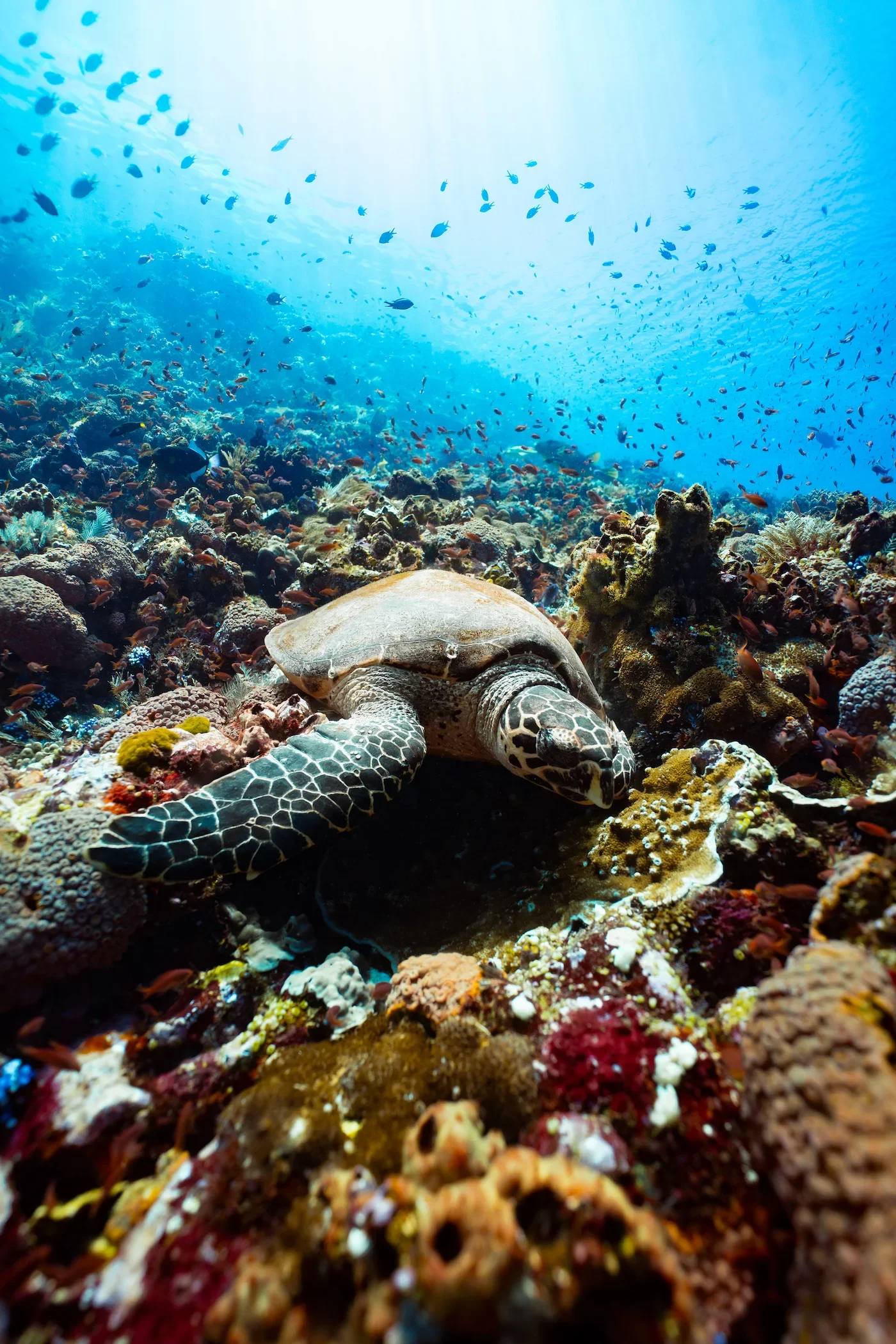 Komodo_Diving_turtle.webp