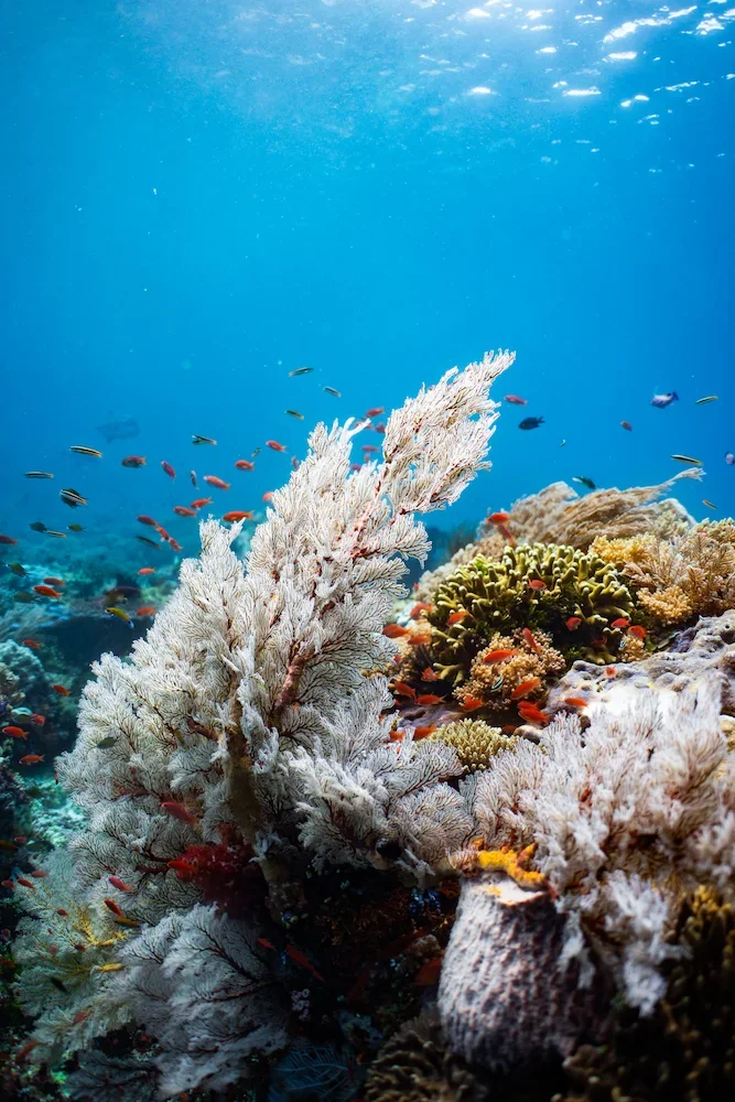 Komodo_Diving_reef.webp