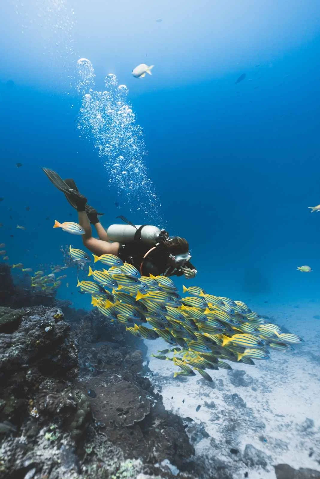 Scuba Republic Komodo 2025-3.jpeg