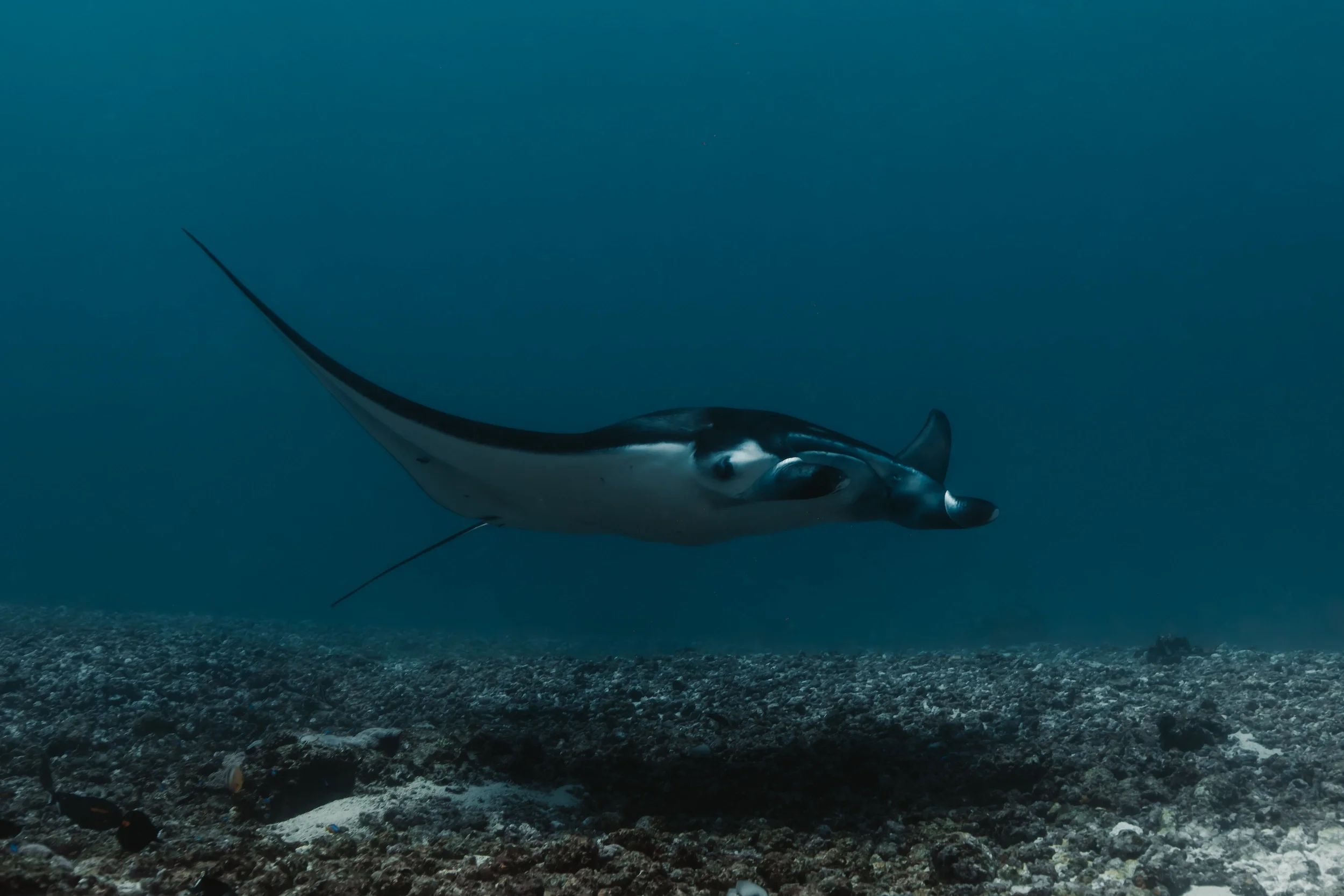 scuba-republic-komodo-manta.webp