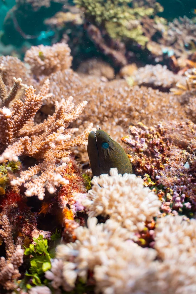 Komodo_Diving_moray.webp