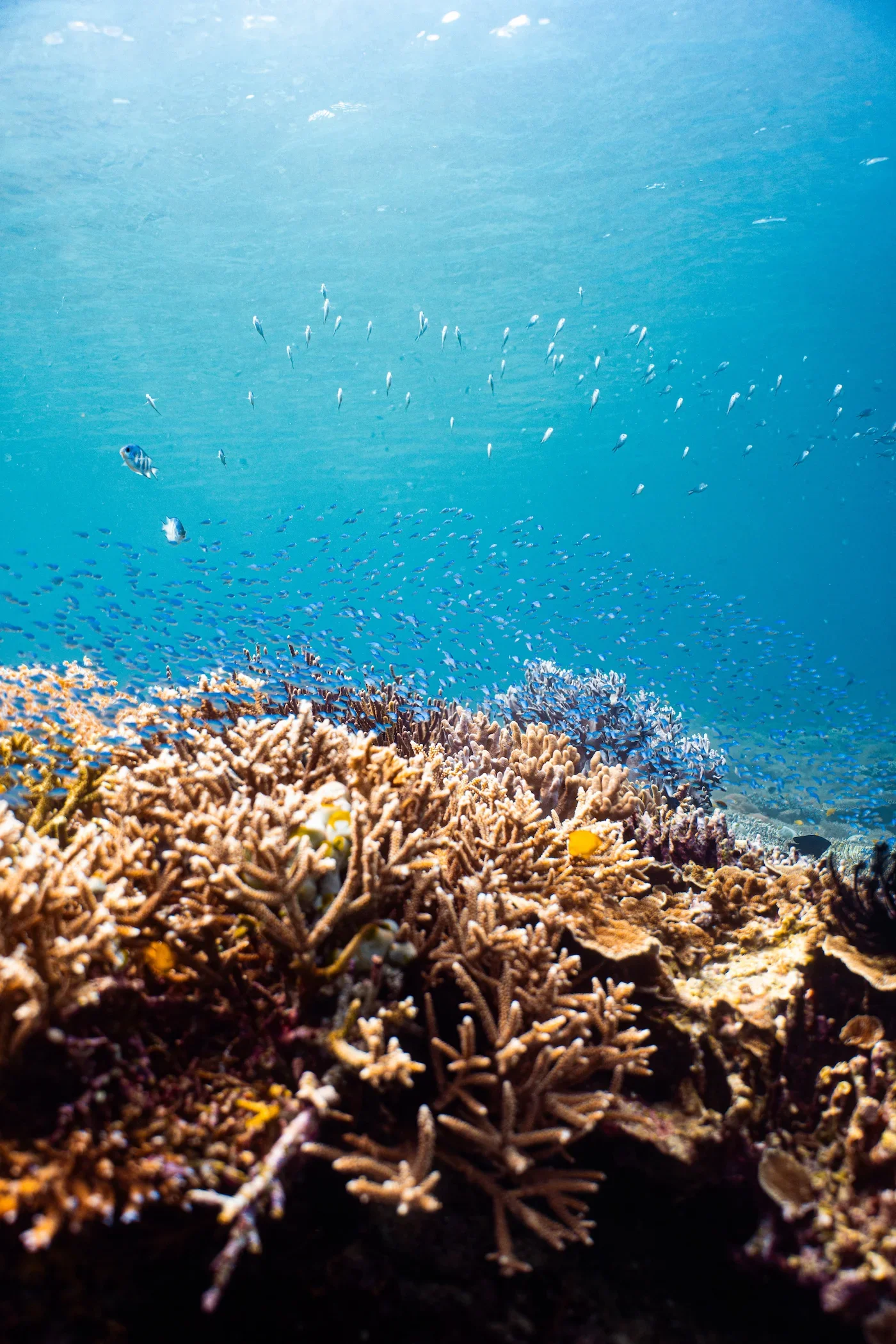 Komodo_Diving_corals.webp