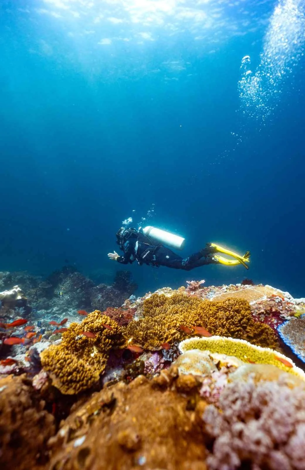 Scuba Republic Komodo 2025-1.jpeg