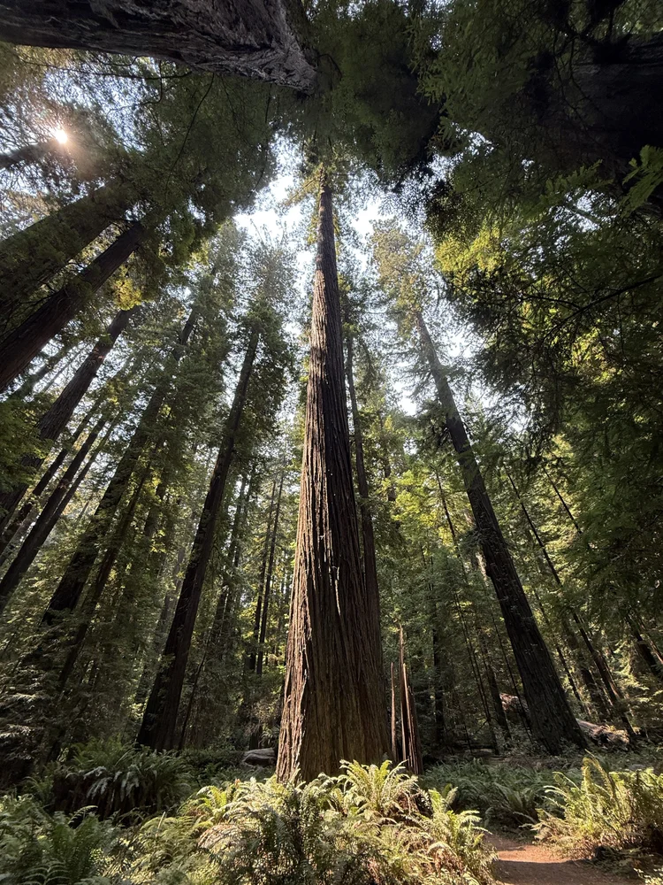 Redwood grove, the long arc