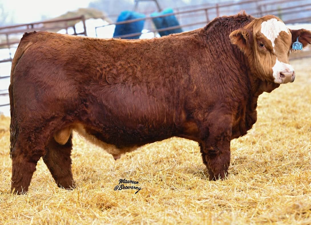 Bull sale day tomorrow Sunday February 28th at 2 pm CST. Online auction at www.dlms.ca Catelogue &amp; videos on www.mjsimmentalangus.com call Jared 204 796-0999 or Matt 204 773-6055