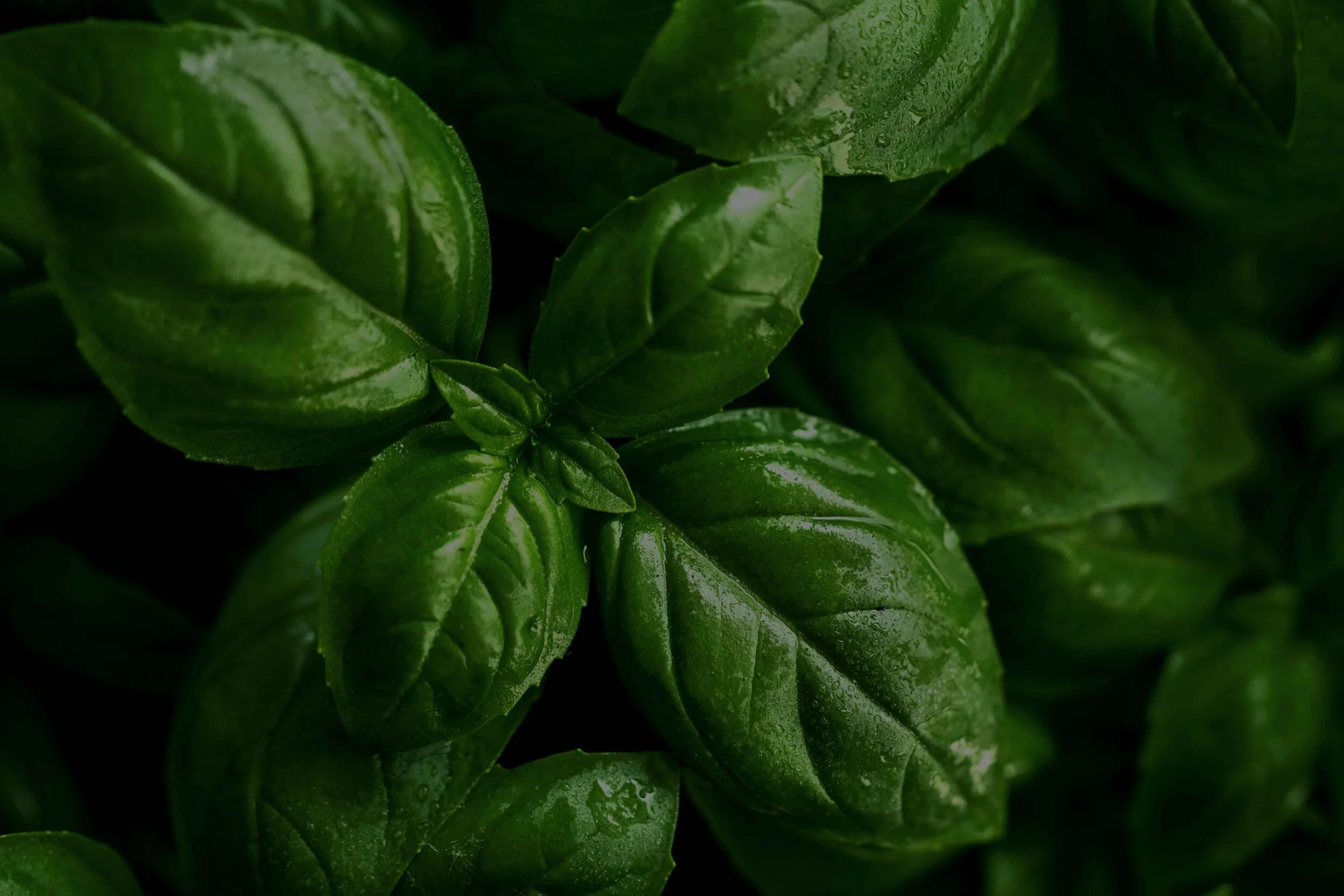 Maharishi-Vedic-Organic-Ag-image-06.png