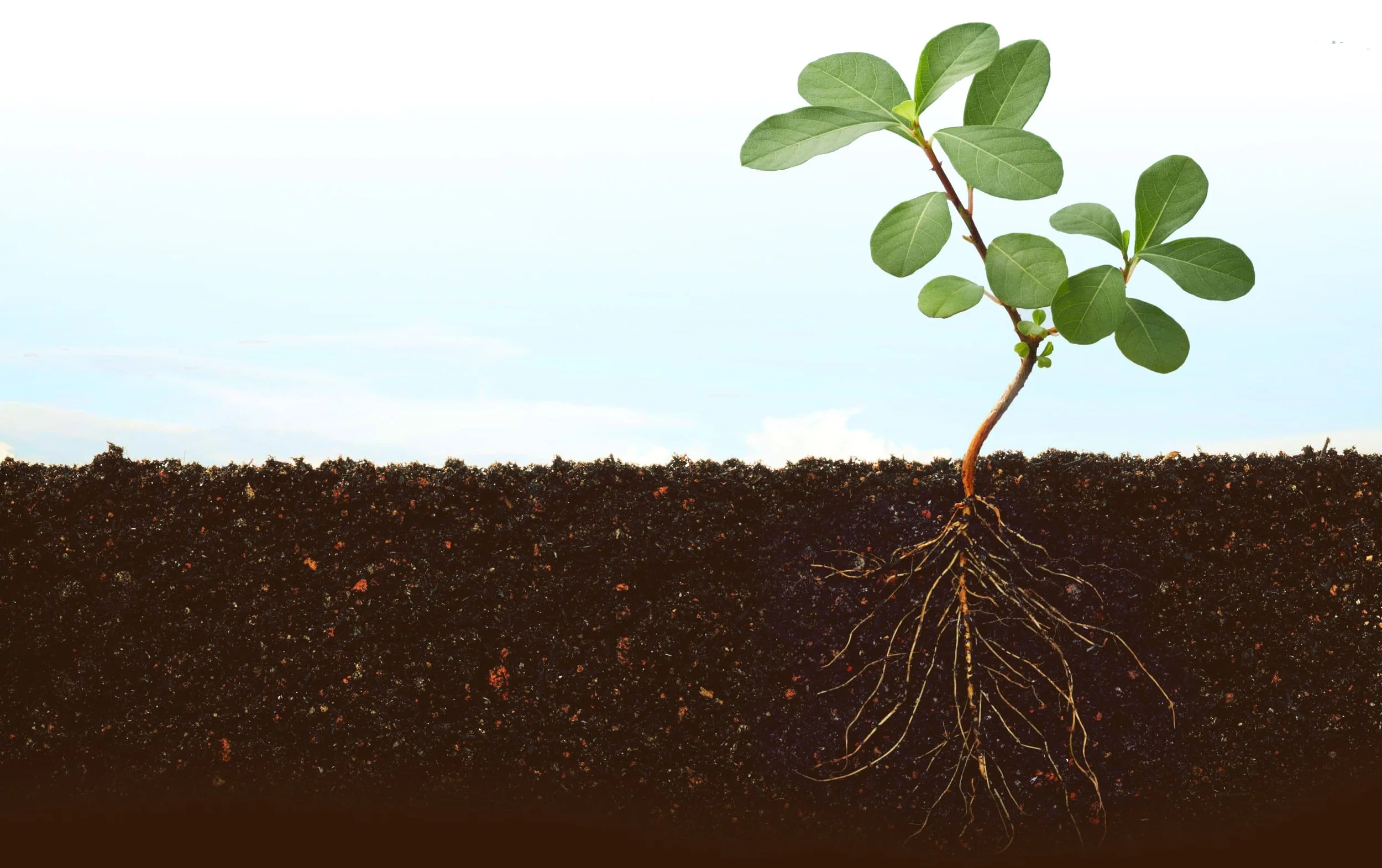 Maharishi-Vedic-Organic-Ag-image-66.jpg