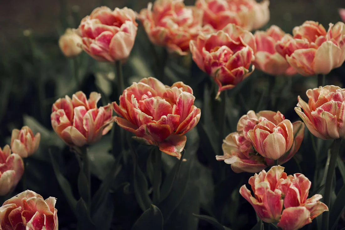 skagit-valley-tulips_orig.jpg