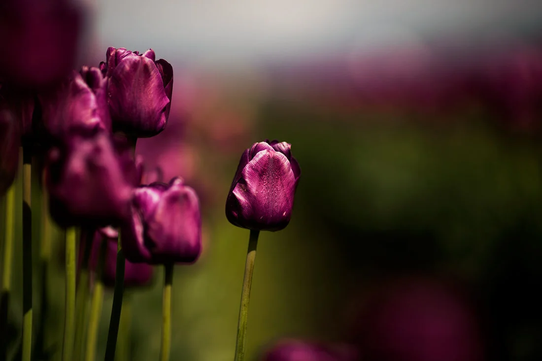 tulips13web_orig.jpg
