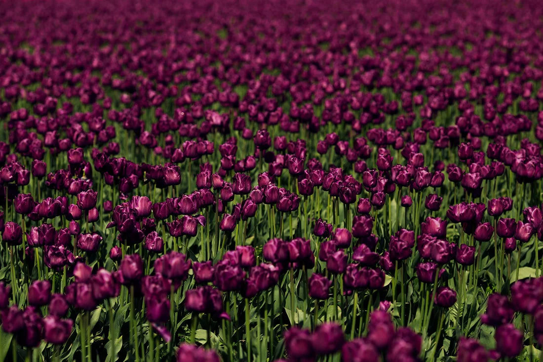 tulips15web_orig.jpg
