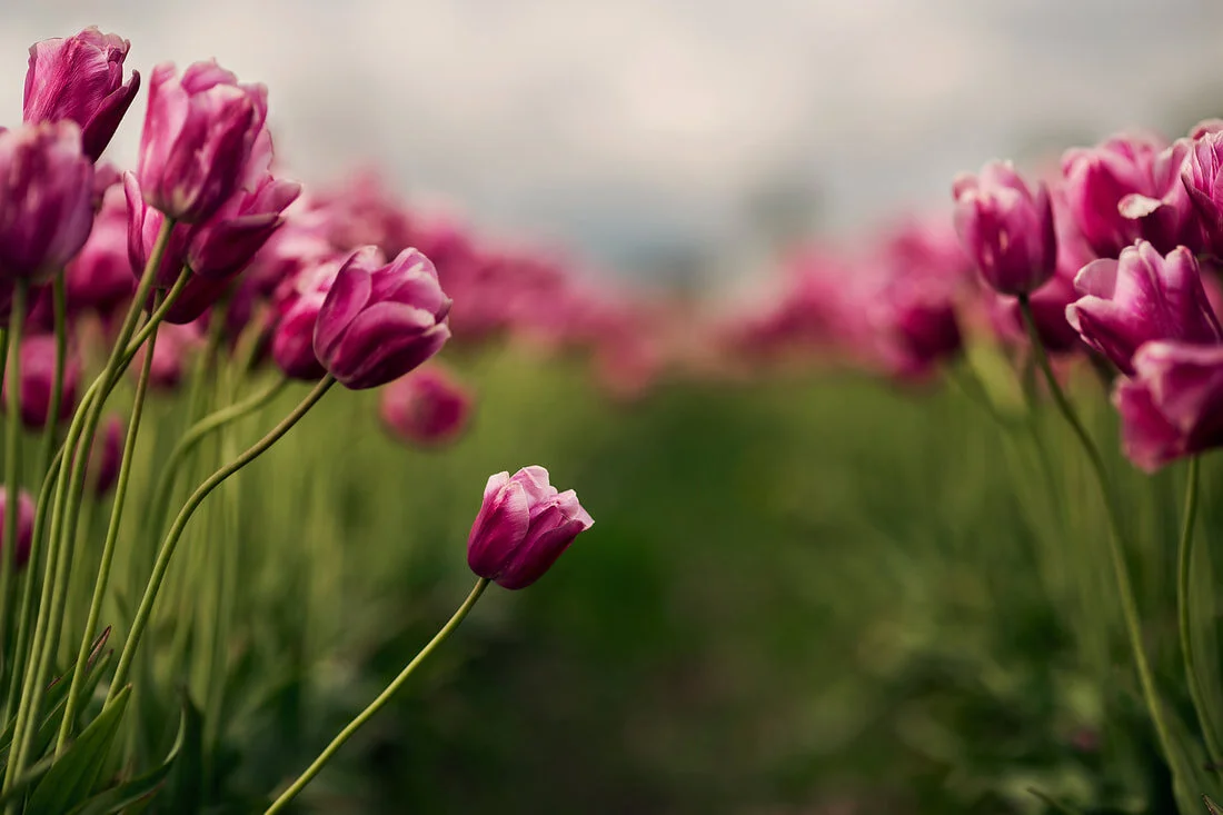 washington-skagit-valley-tulips_orig.jpg