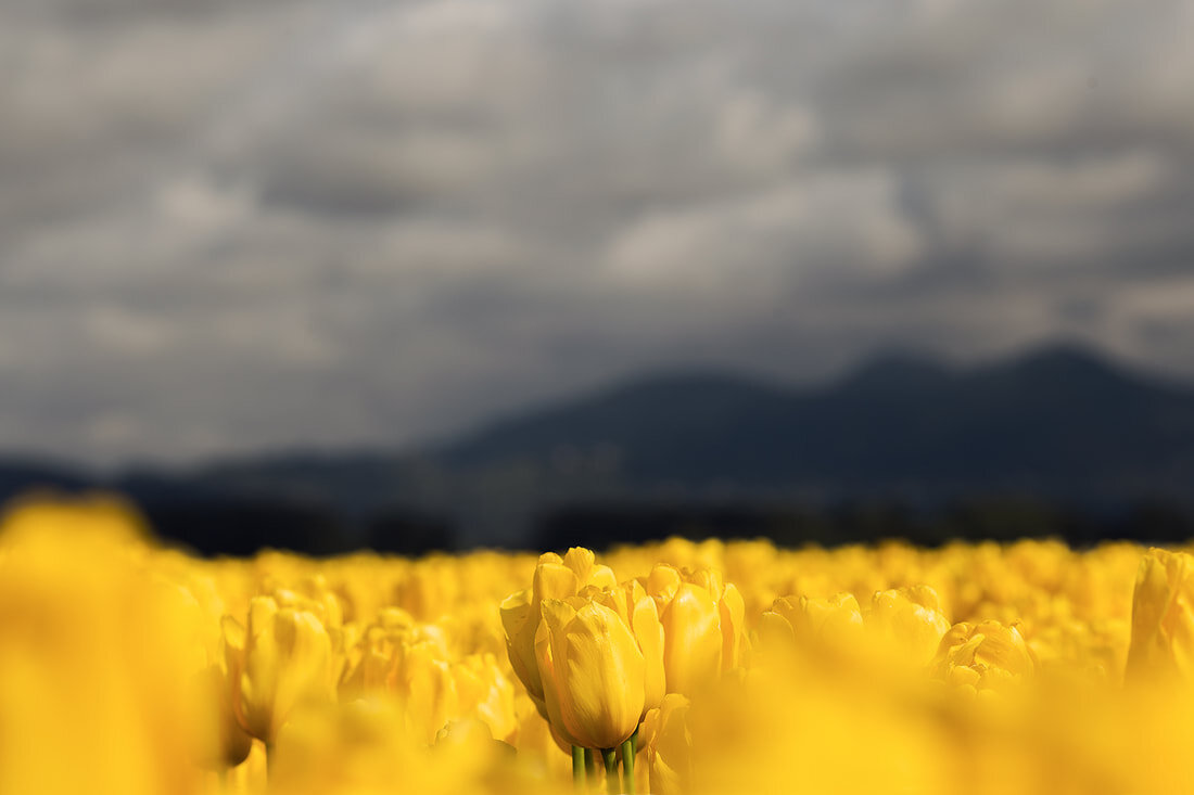 yellow-tulips-roozengaarde_orig.jpg