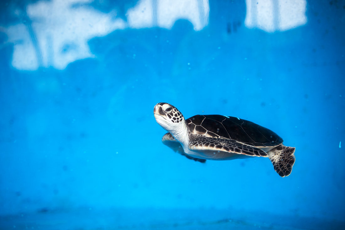 maui-ocean-center-baby-turtle.jpg