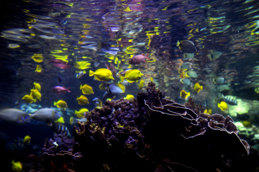 maui-ocean-center-fish.jpg