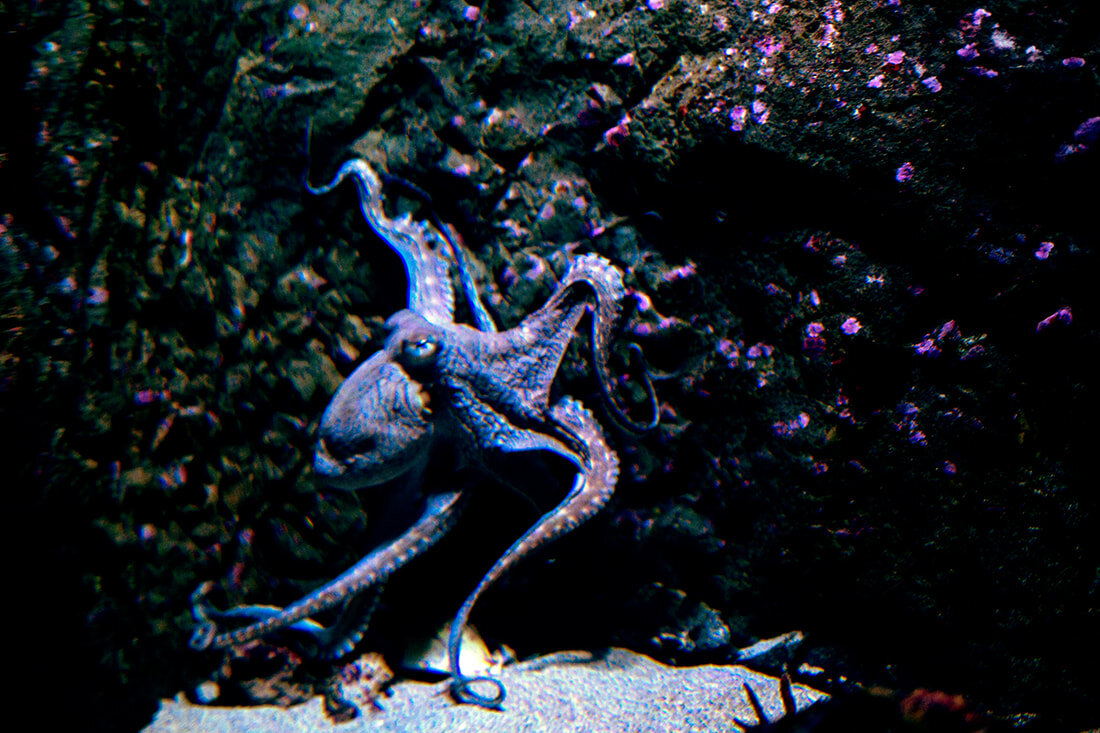 maui-ocean-center-octopus.jpg