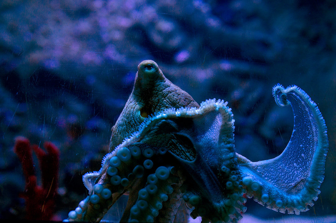 maui-ocean-center-octopus-closeup.jpg
