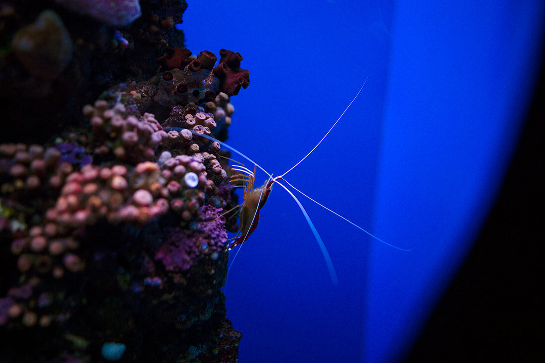 maui-ocean-center-shrimp.jpg