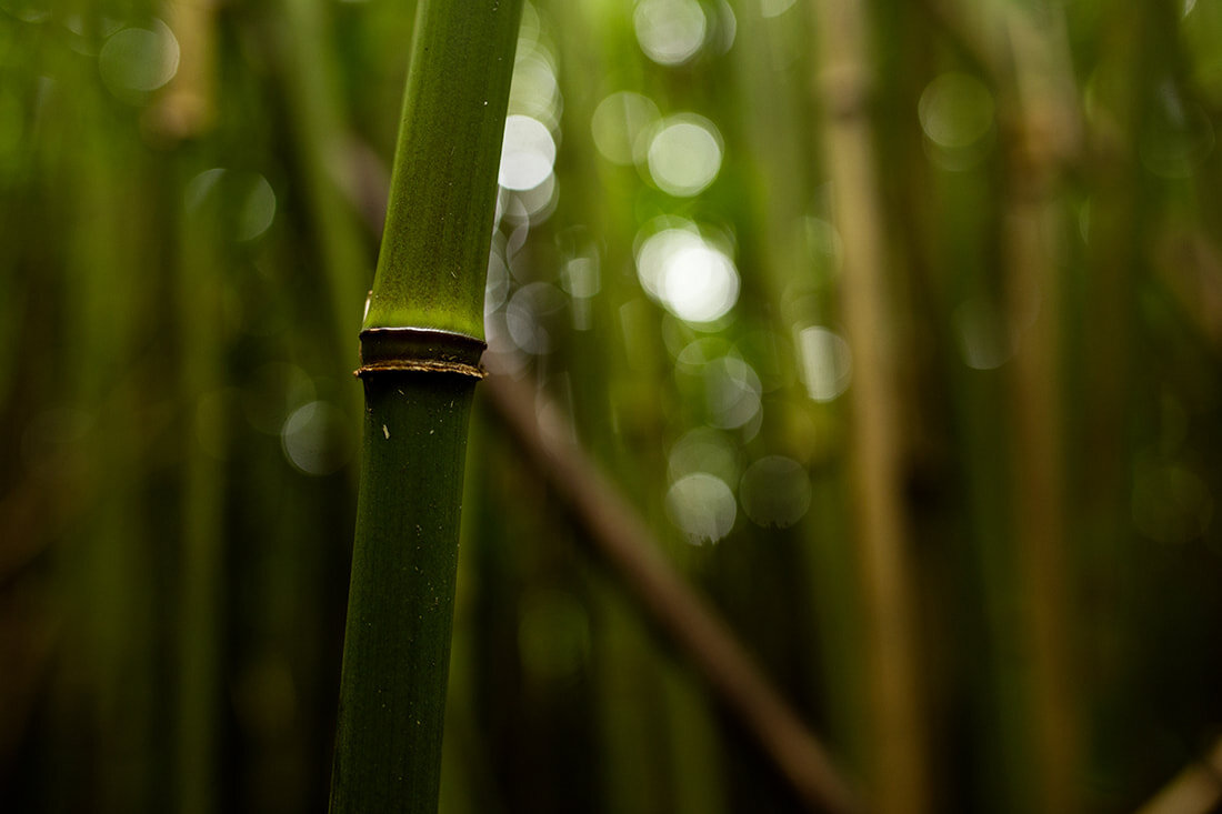 bamboo-forest-maui.jpg