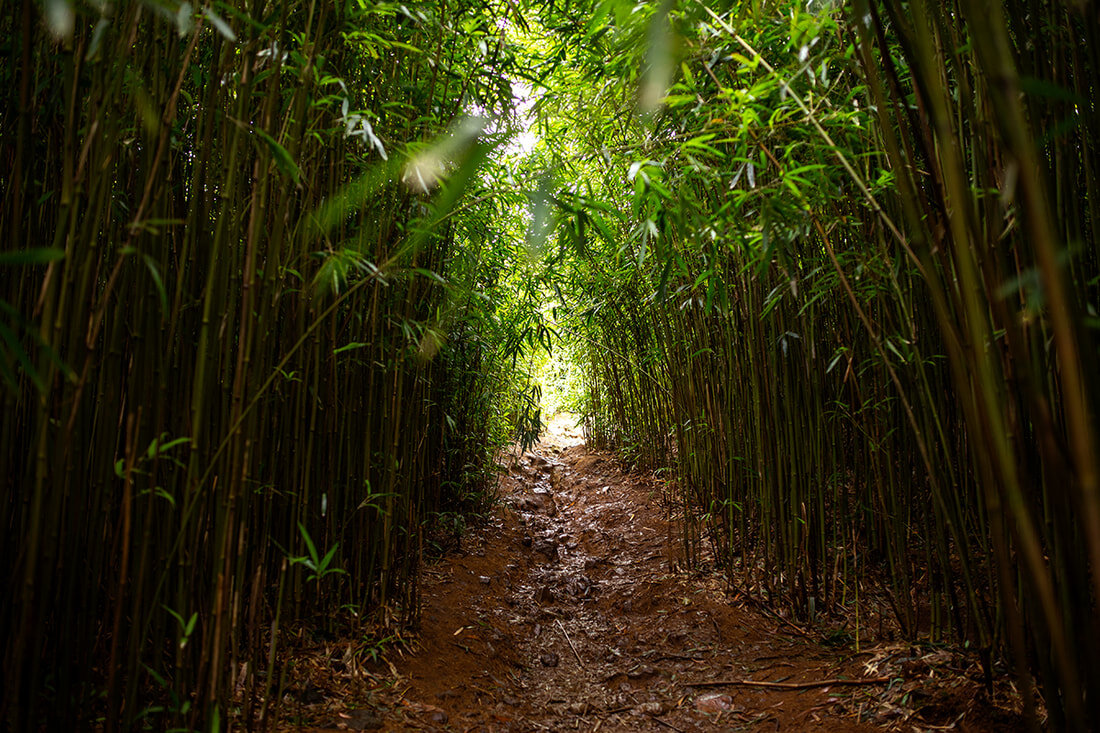 bamboo-forest-maui-hana.jpg
