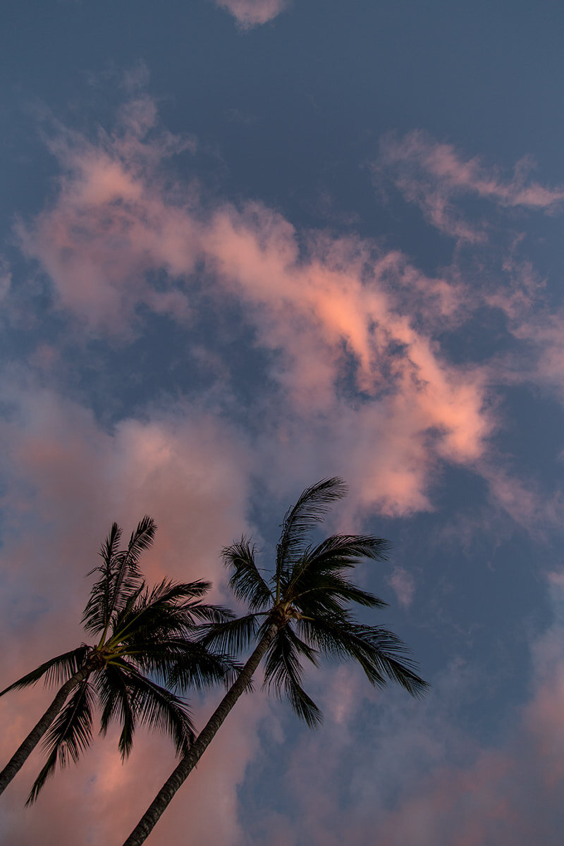 palm-trees-maui.jpg