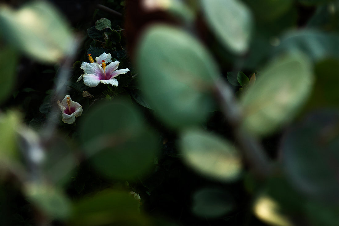 hibiscus-flower-kauai.jpg