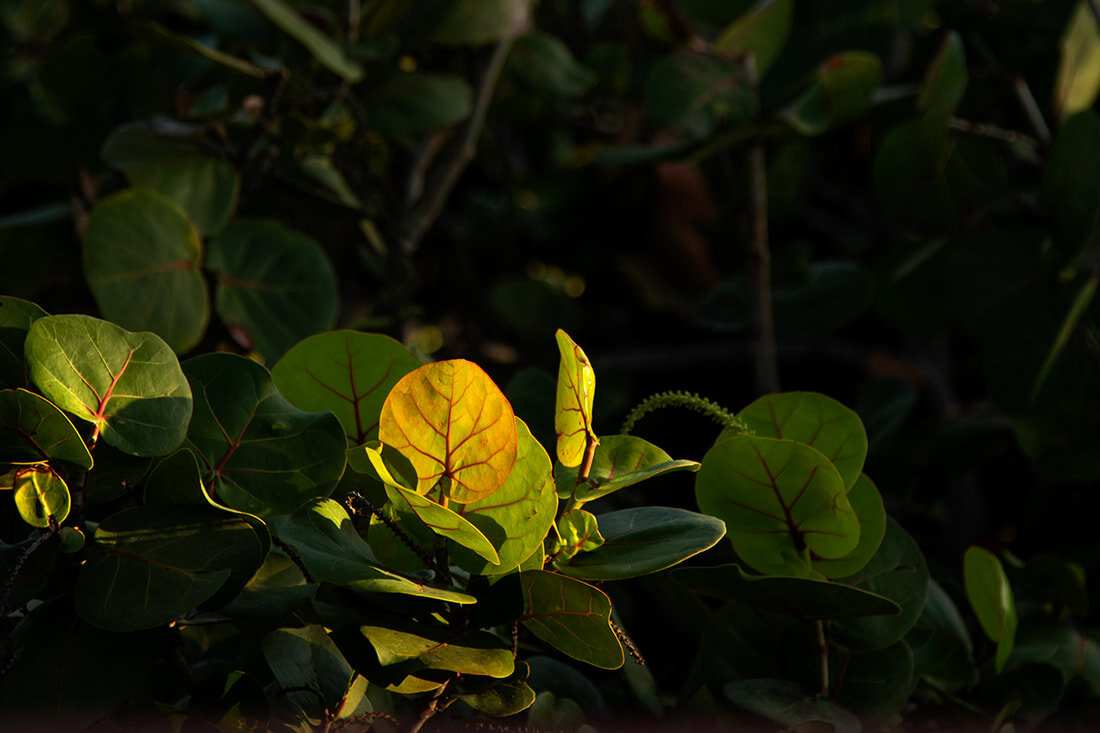 colorful-leaves-kauai.jpg