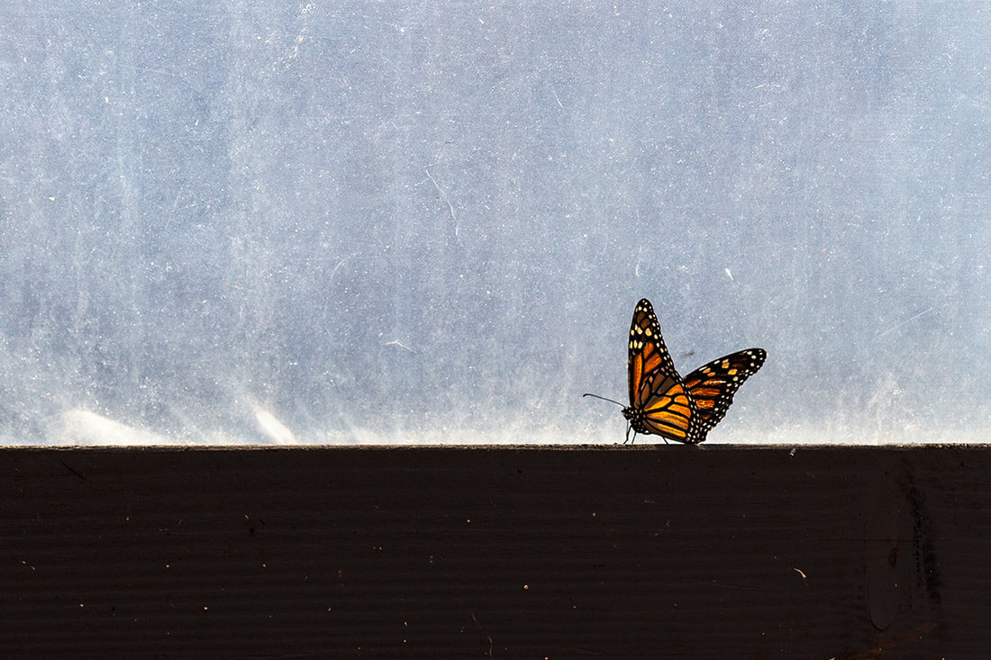 kauai-coffee-monarch-butterfly.jpg
