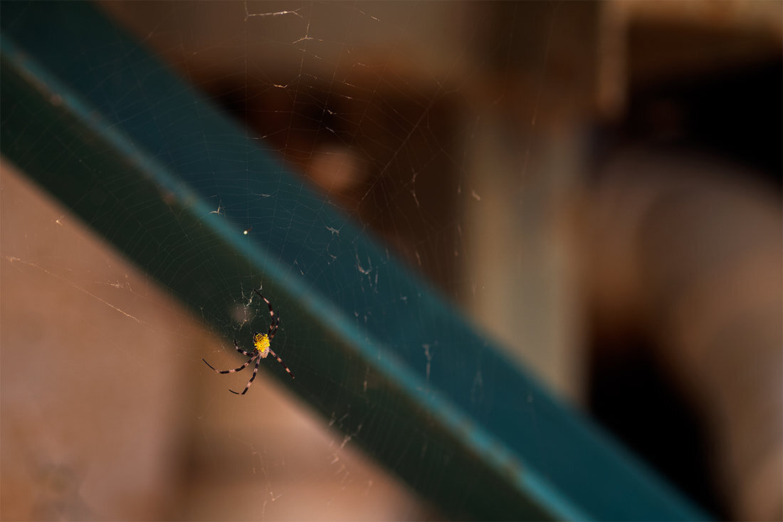 kauai-coffee-spider.jpg