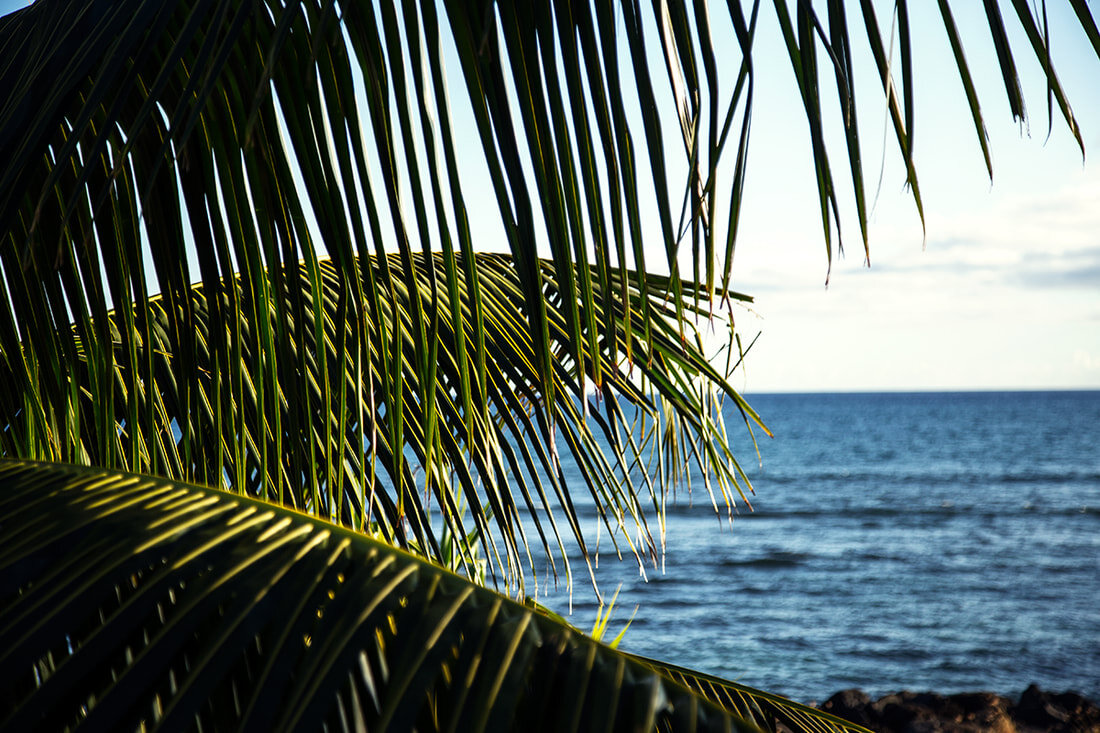 palm-tree-with-ocean.jpg
