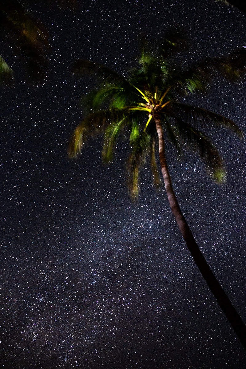 kauai-stars-palm-tree.jpg