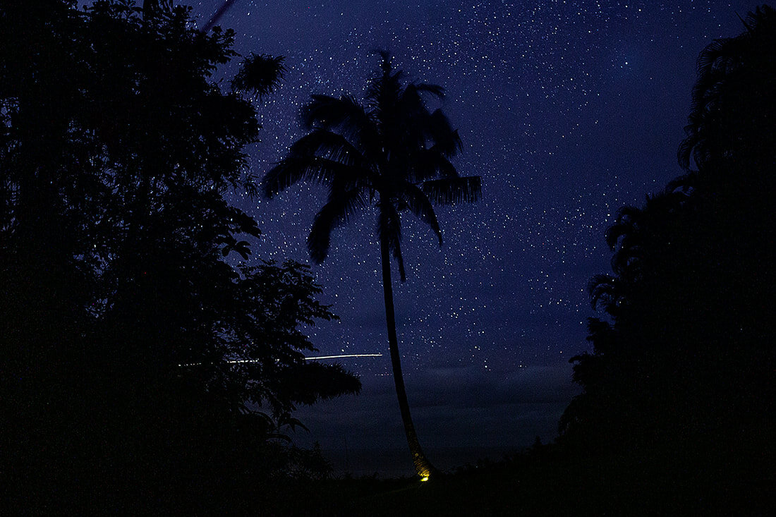 stars-palm-tree-silhoette.jpg