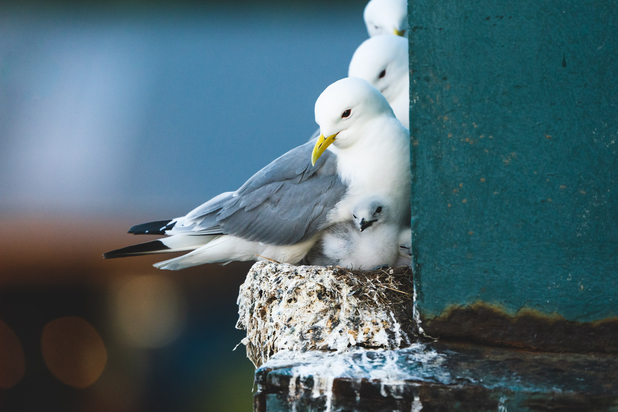 Kittiwakes Upon The Tyne