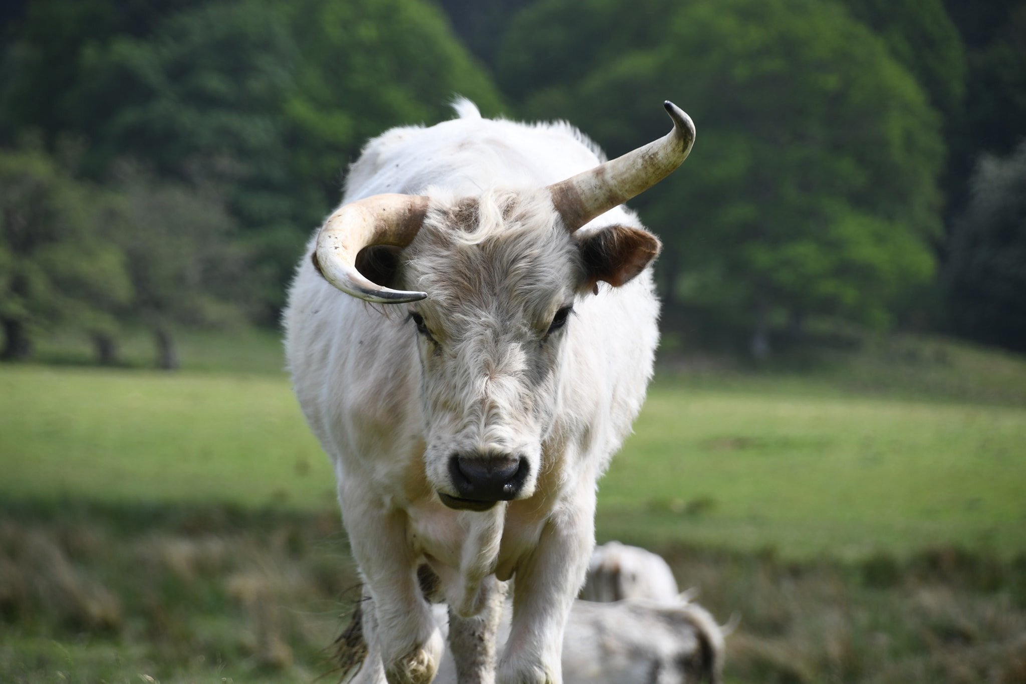 Wild Beasts of Chillingham 