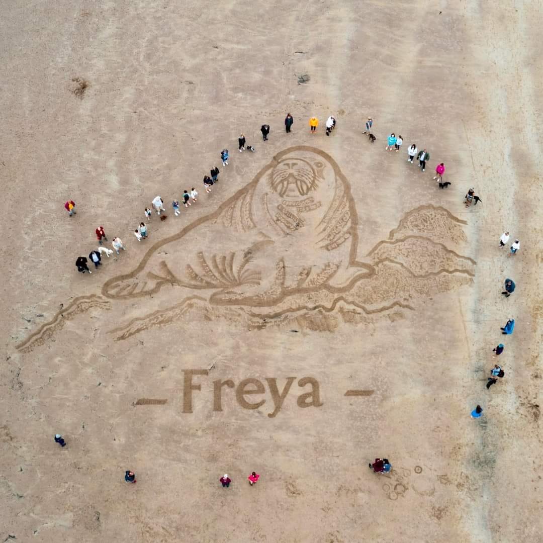 freya.jpeg