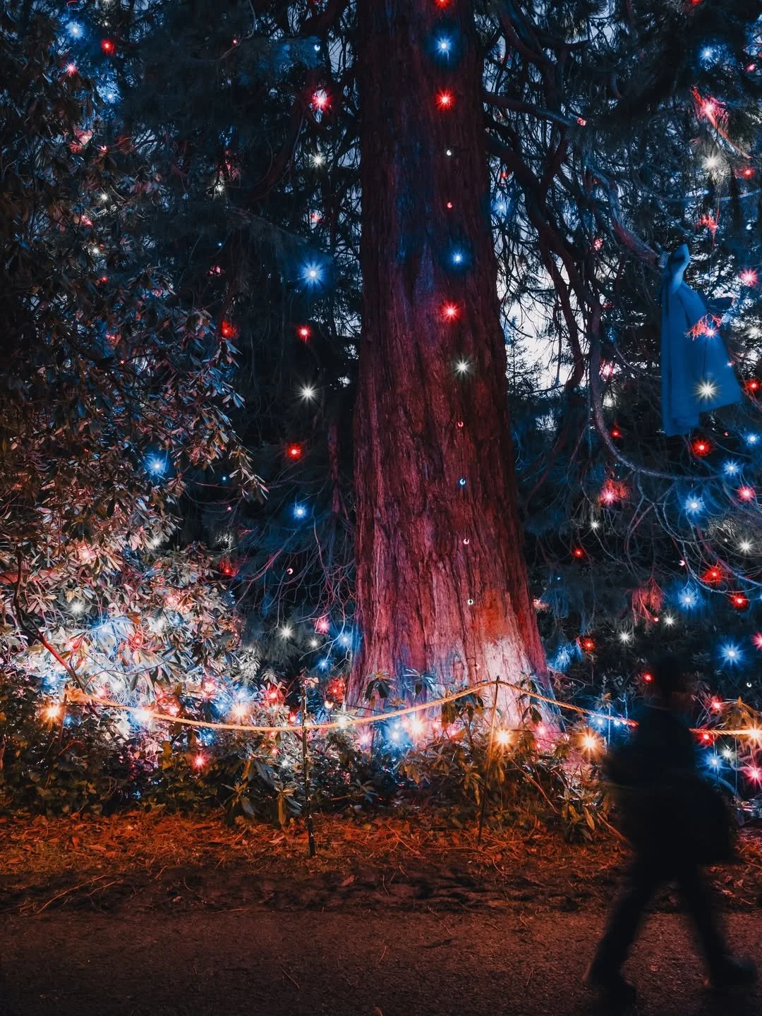 The World’s Tallest Living Christmas Tree