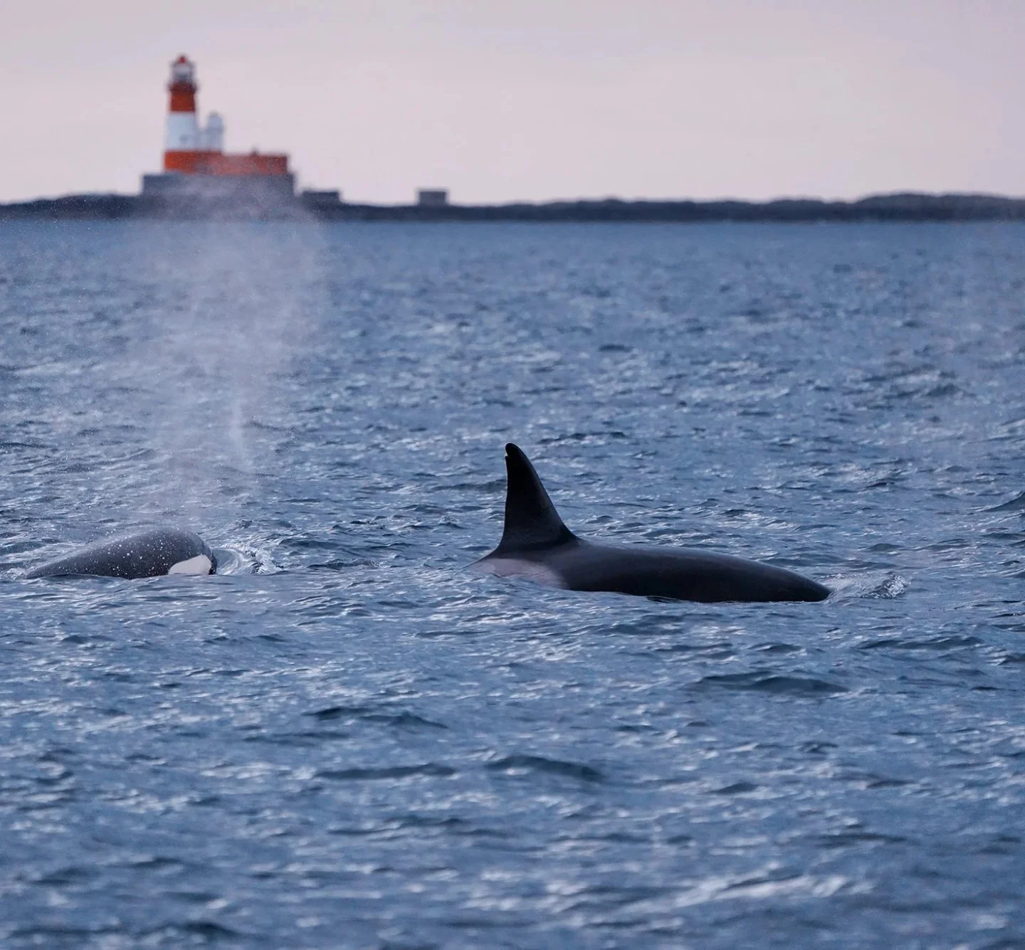 Will Orca Return to Northumberland Waters in 2026?