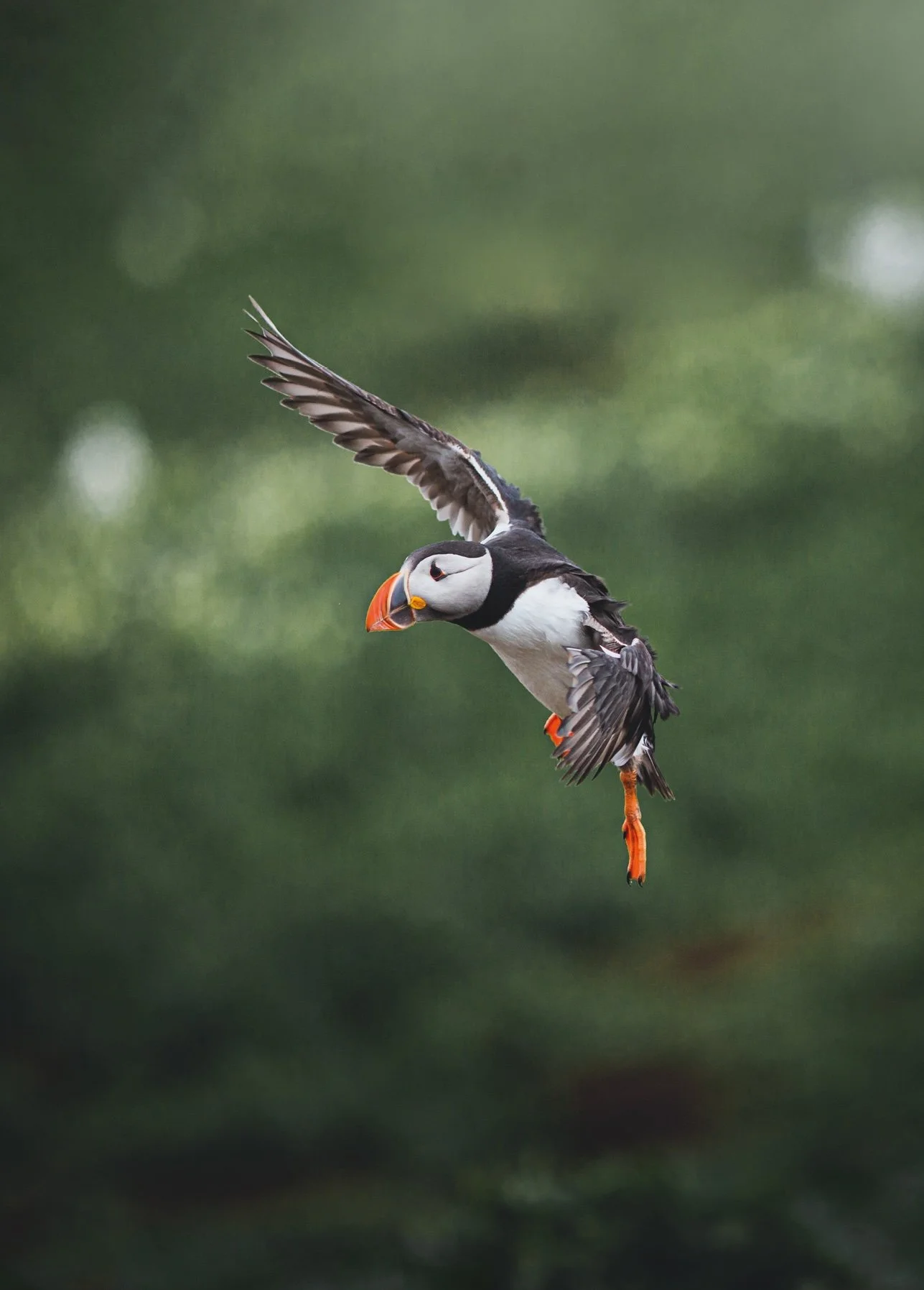 Farne Islands Puffin Cal (1).jpg