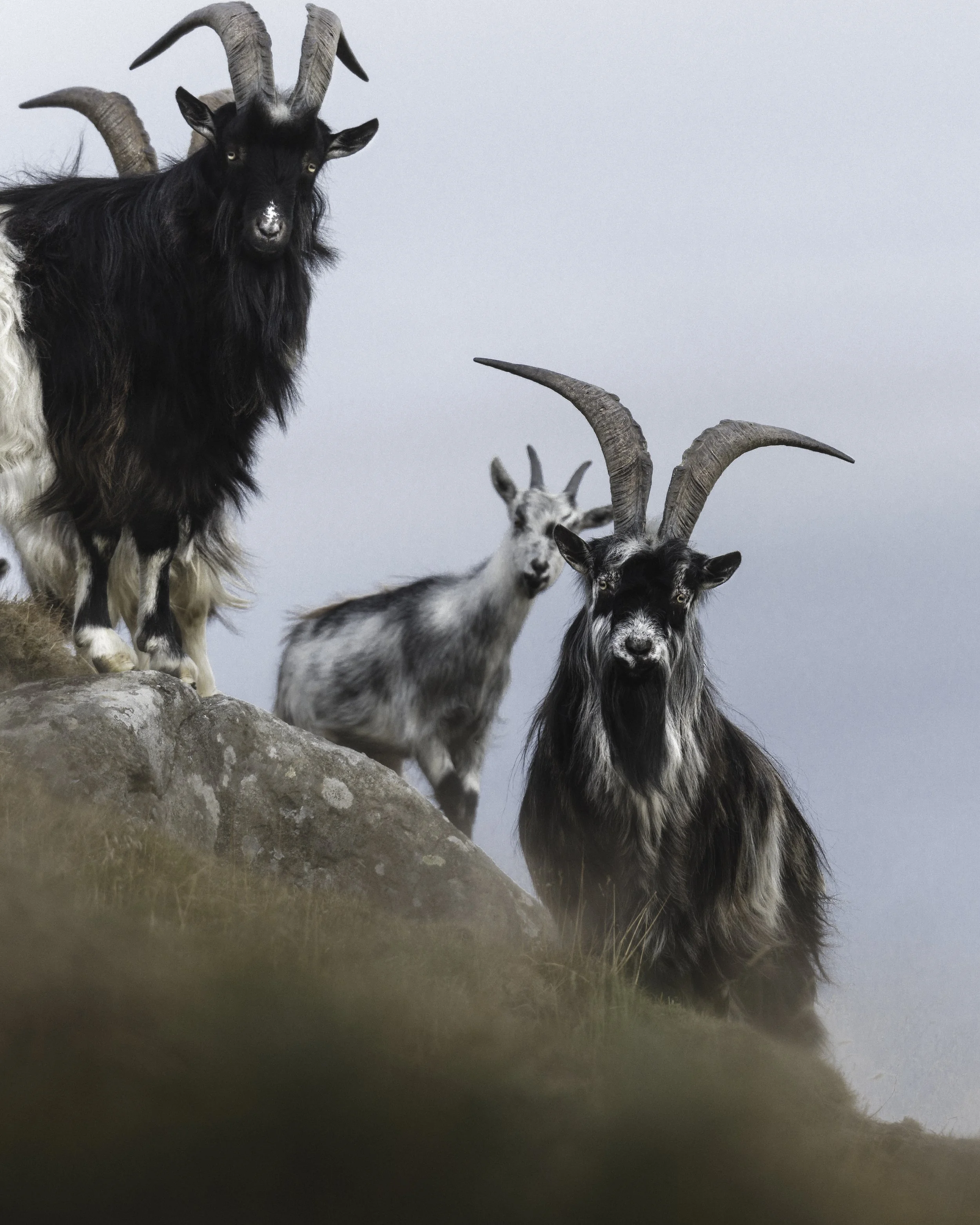 The Secret Dwellers of the Cheviot Hills