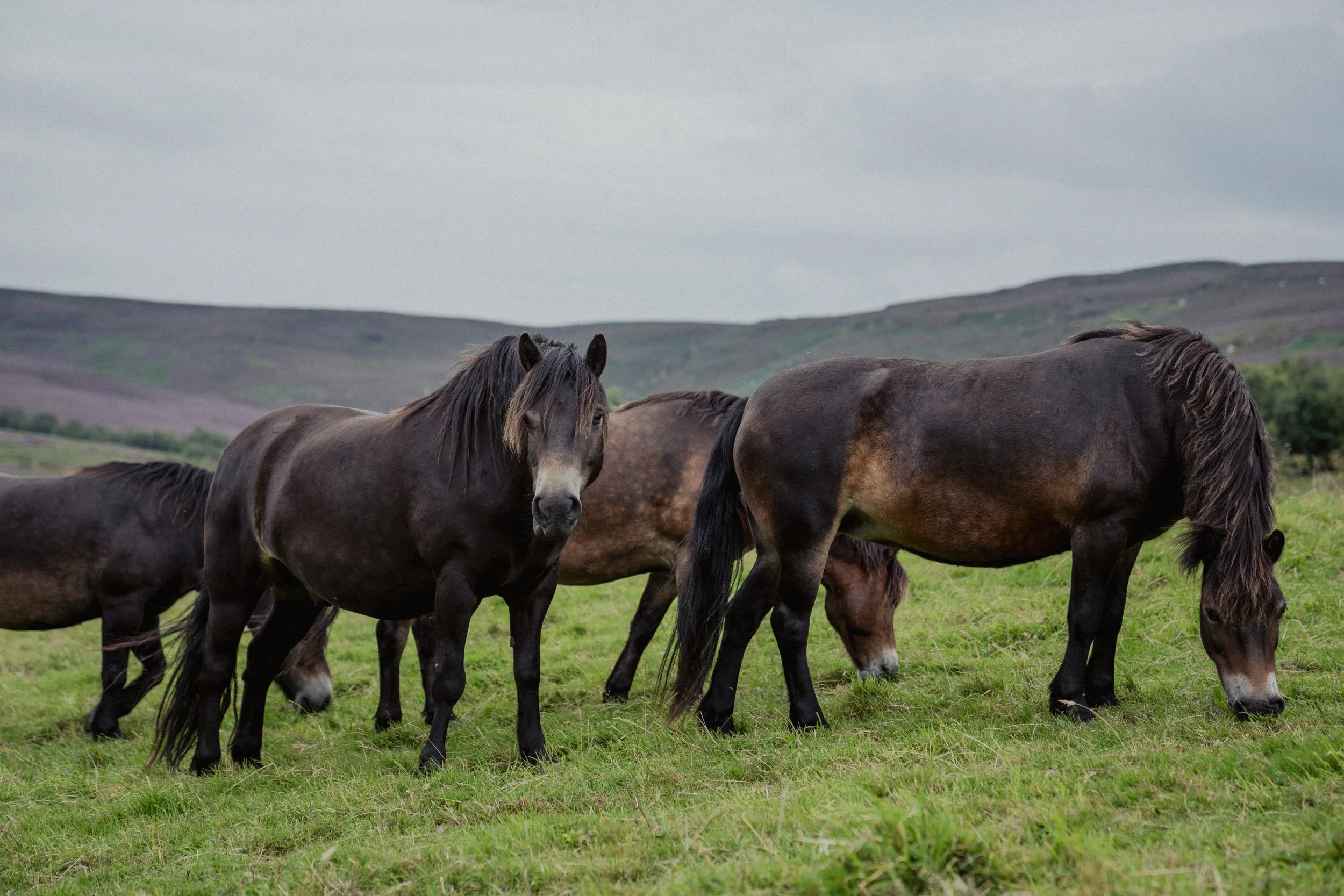 Rothbury Estate rewilding appeal reaches £26m as £30m deadline nears