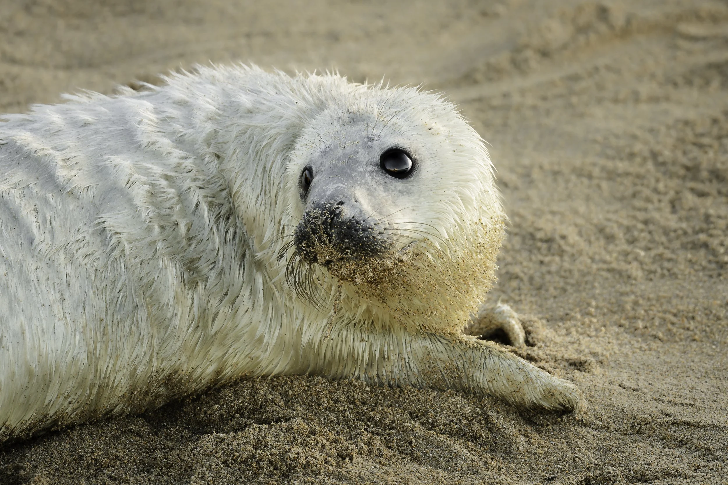 It’s Seal Pupping Season in Northumberland
