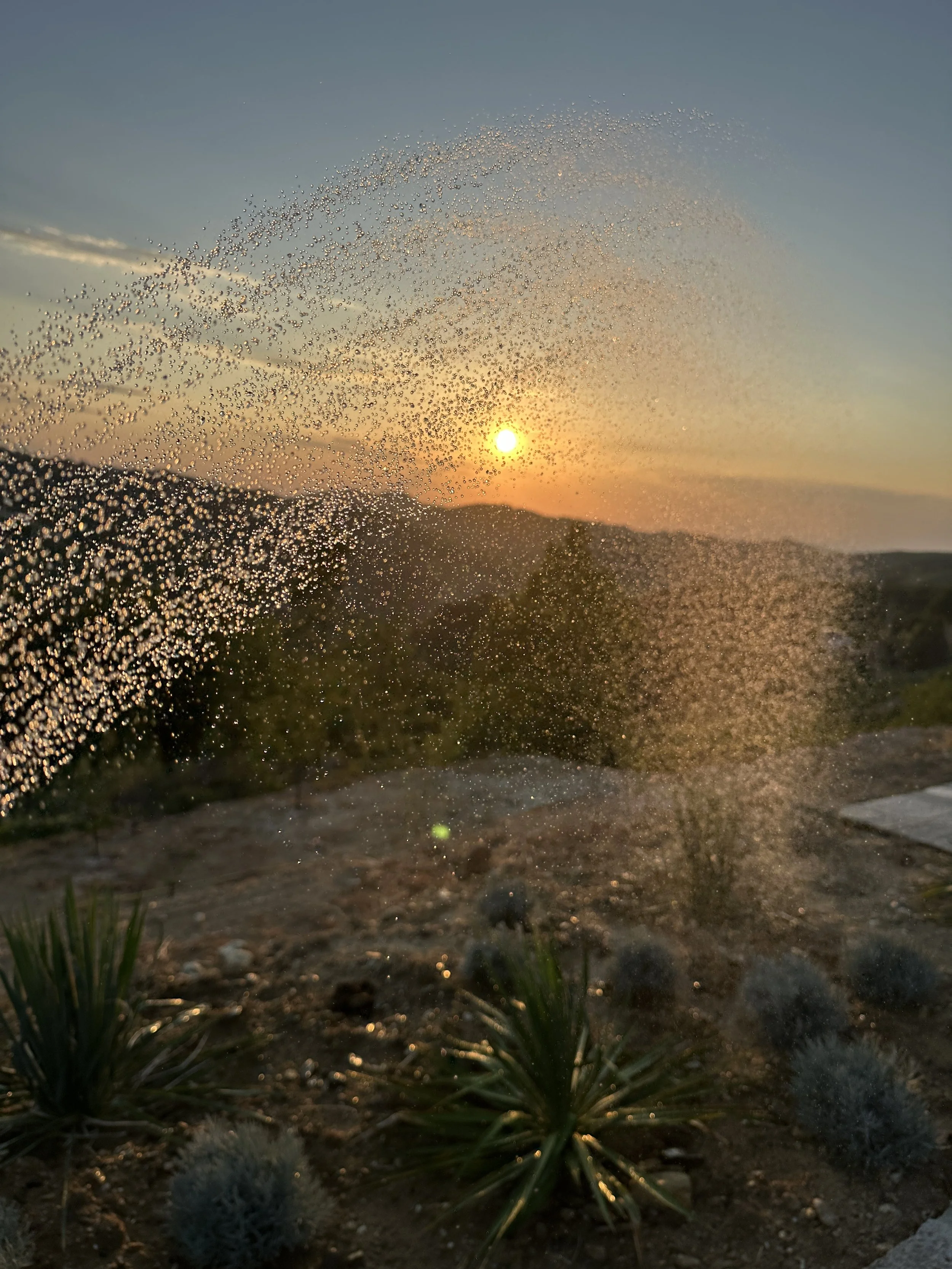 Watering the herp garden