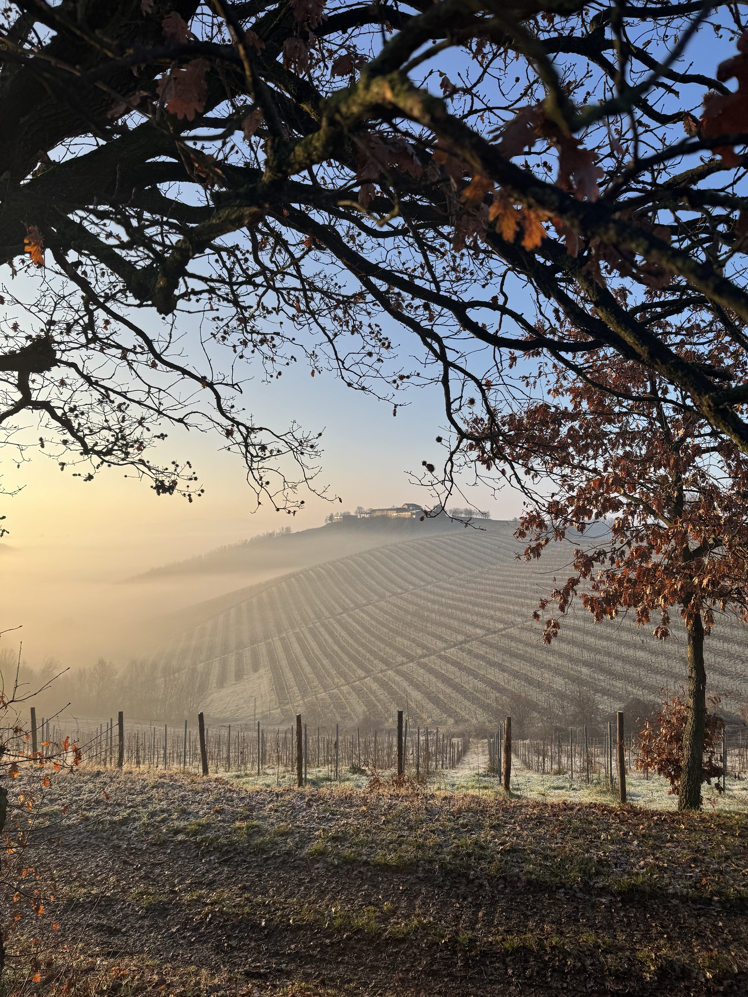 Restaurant Terzo Tempo al Cascinone