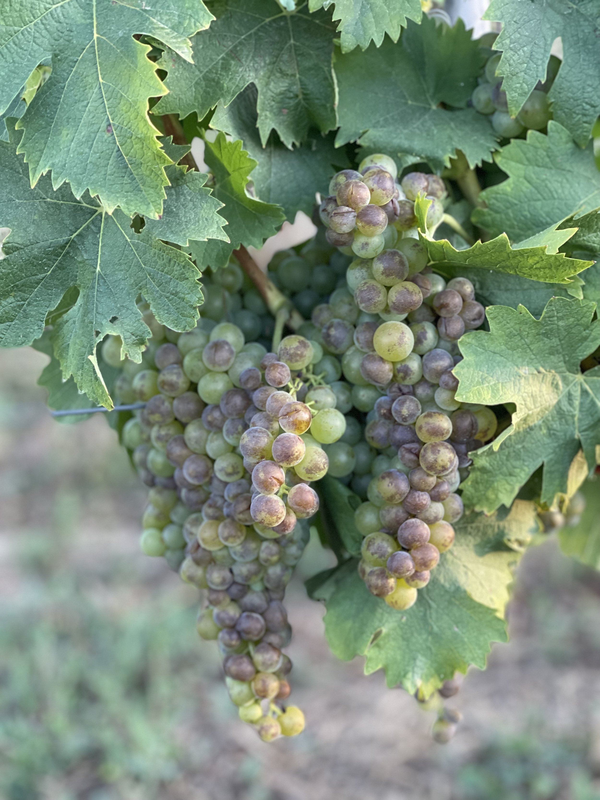 Scarpa grapes