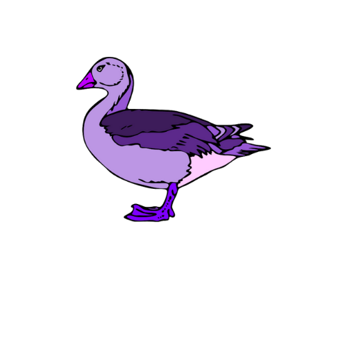 Jennifer Turnbull