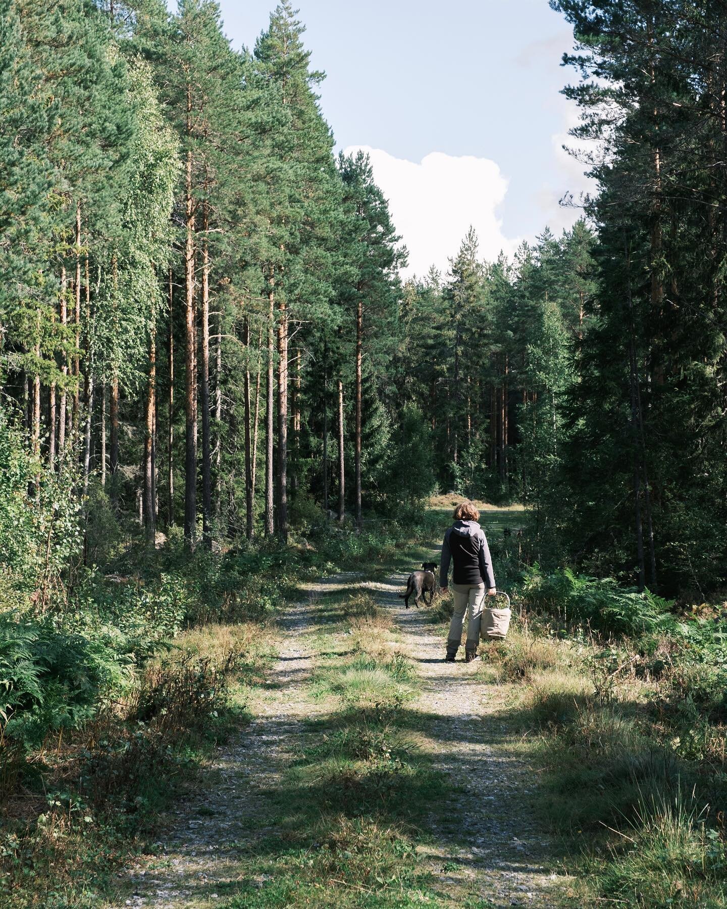 Berries are gone by now 🫐 I took these photos at the beginning of September, when the forest was full of berries everywhere! This was actually the first time we went out and picked some. We didn&rsquo;t even have our #pickyberries that&rsquo;s the n