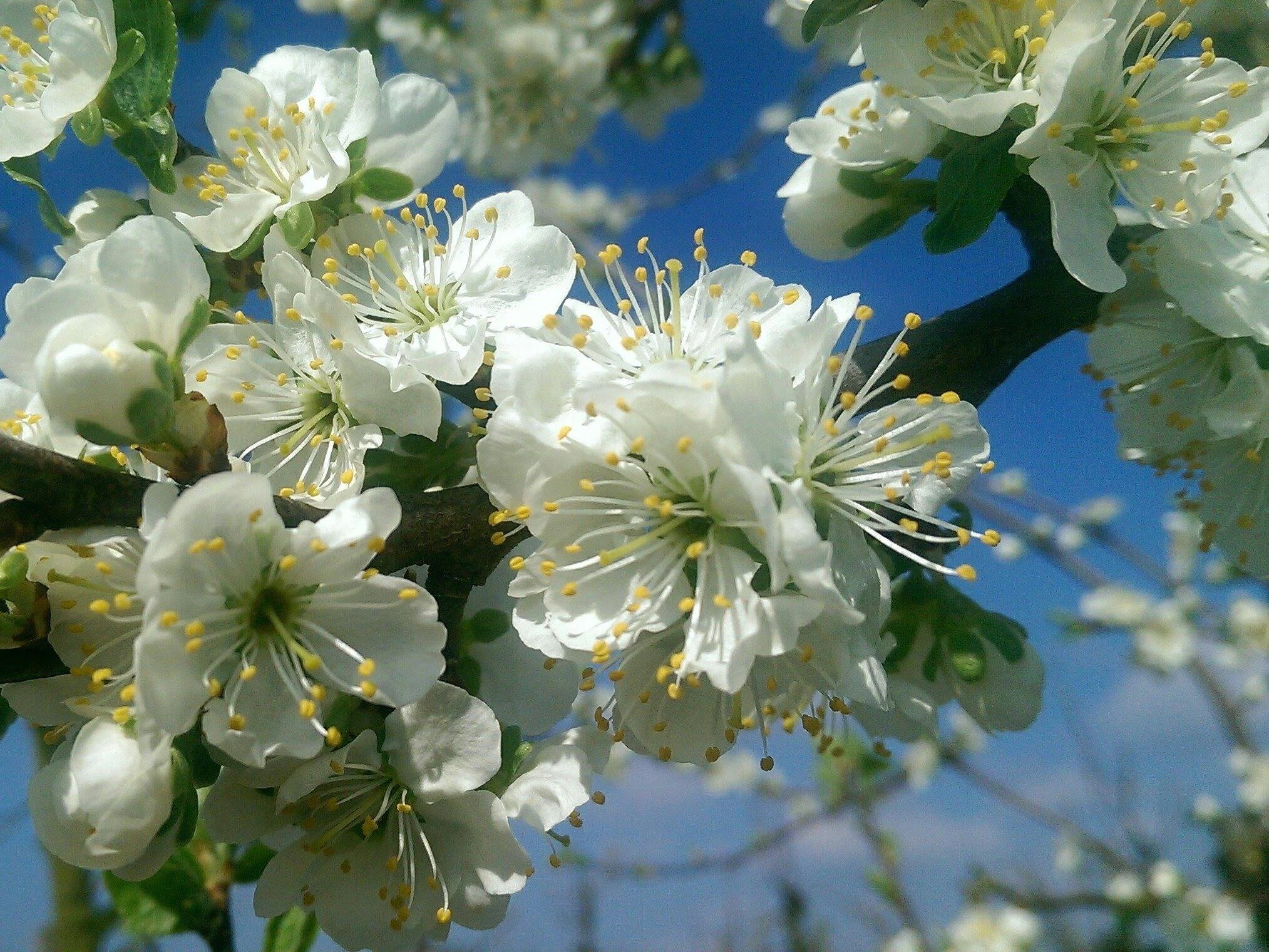 16 April - Bloesemwandeling en fietsen Wilderen