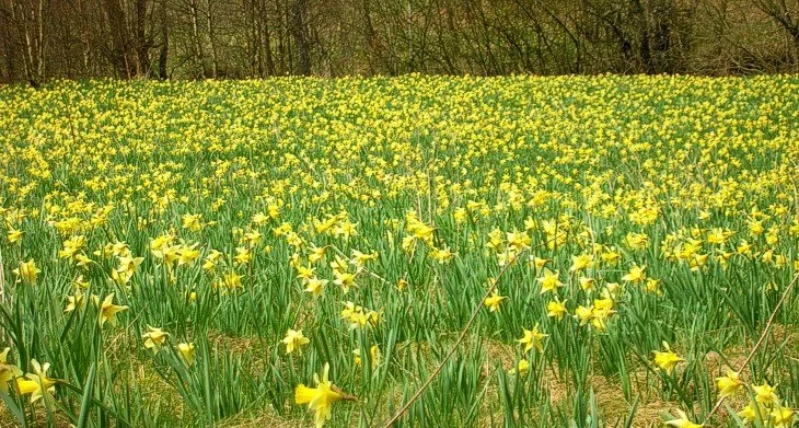 19 maart  Narcissenwandeling in Gelmen
