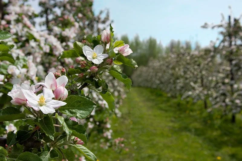2 April - Wandelen in de fruitvallei Nieuw Sint-Truiden
